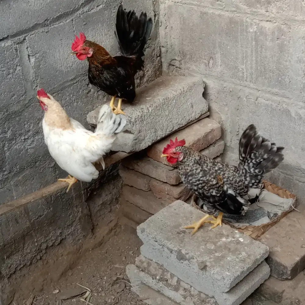 Ayam kate jantan