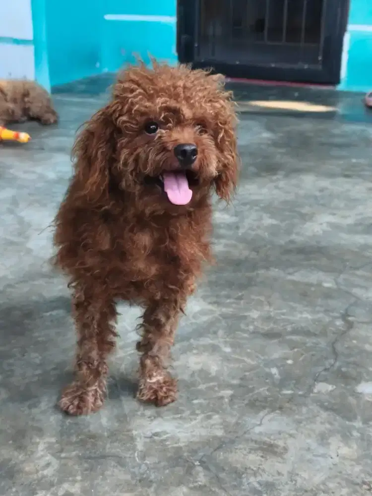 POODLE BETINA & JANTAN