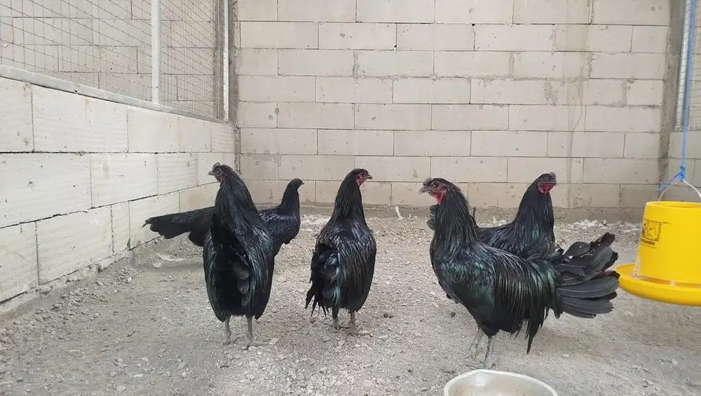 Ayam hias black sumatra