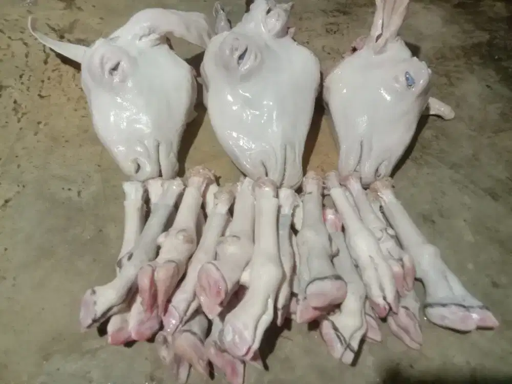 Kepala+kaki kambing