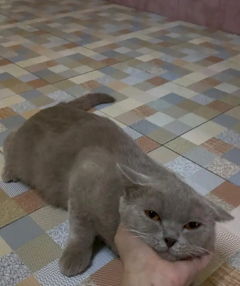 British short hair lilac