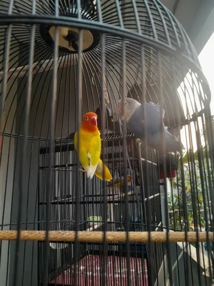 Lb warna nilai sendiri