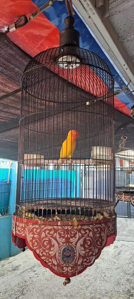 Original Kandang Burung Ebod Jaya bonus burung love bird