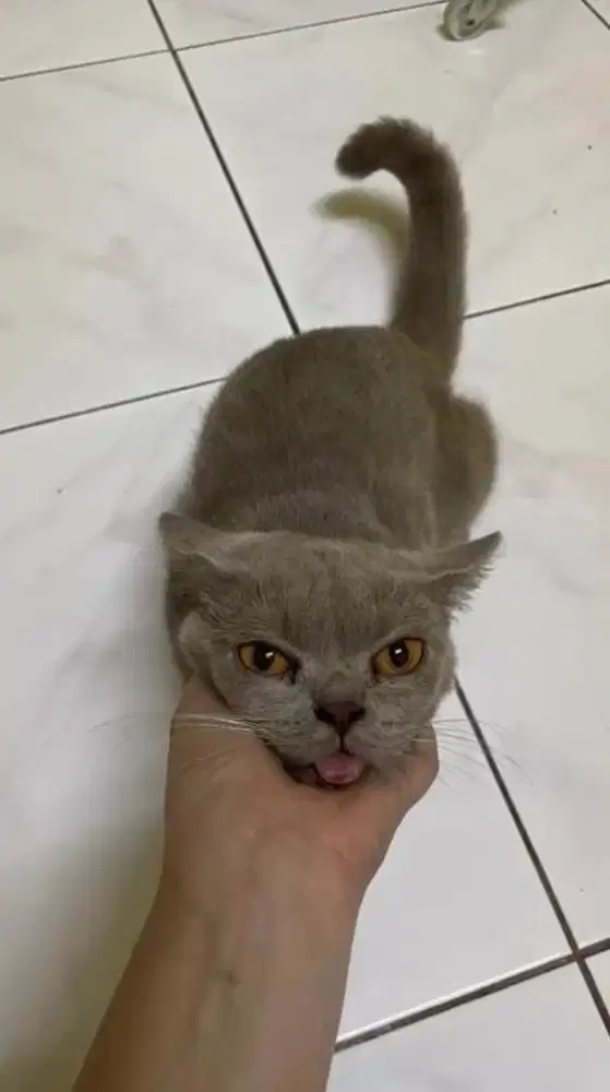 British short hair lilac jantan