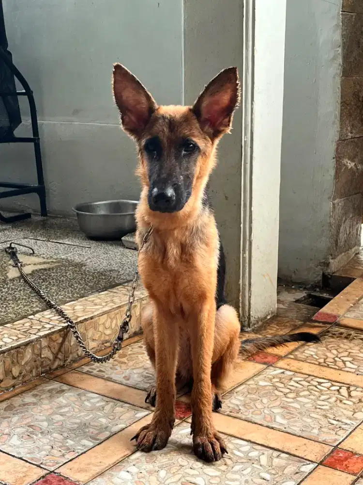 Herder German Shepherd 1 tahun