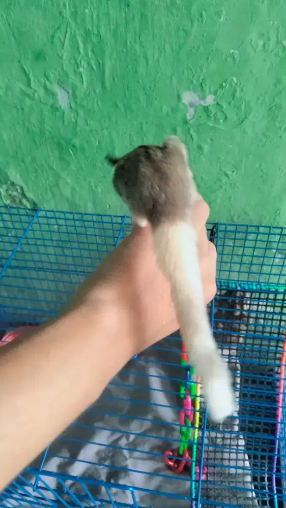 Sugar glider CG & Mozaik