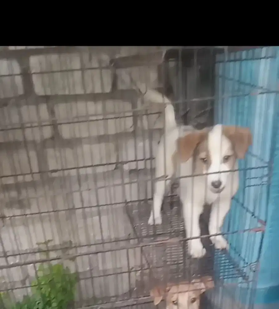 Anak anjing Penjaga rumah
