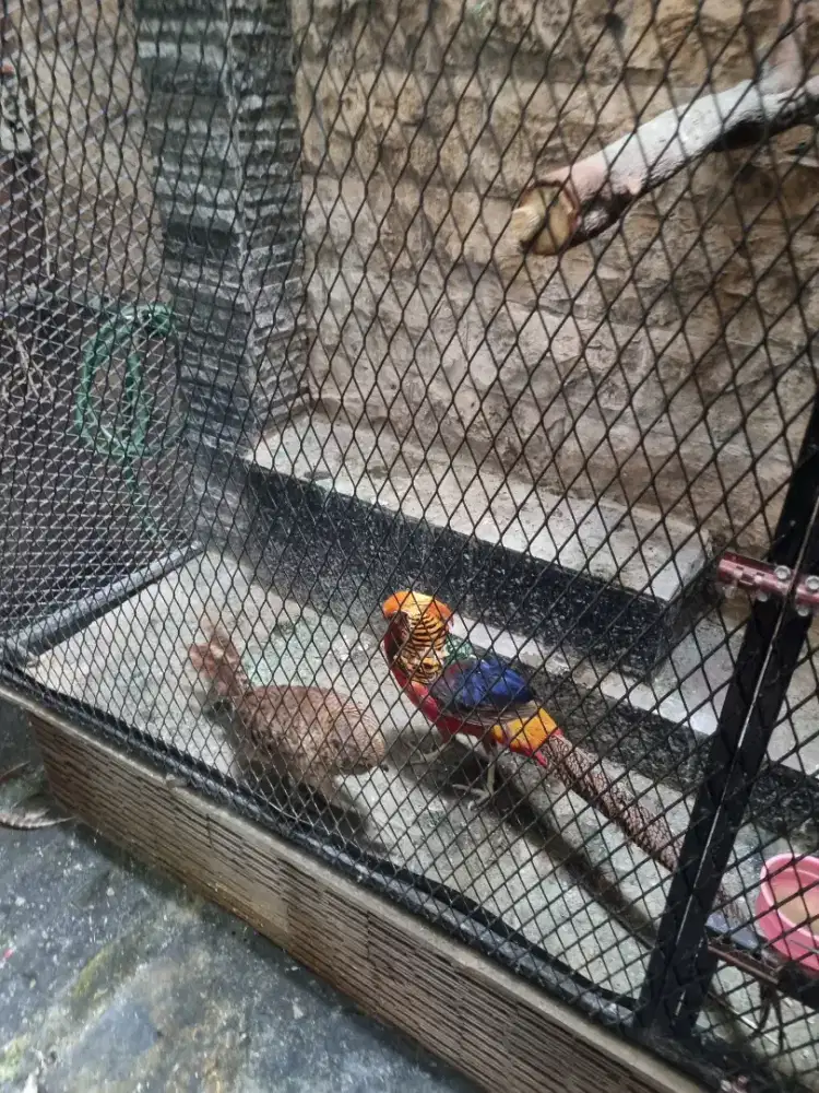 Juala ayam hias golden pheasa t