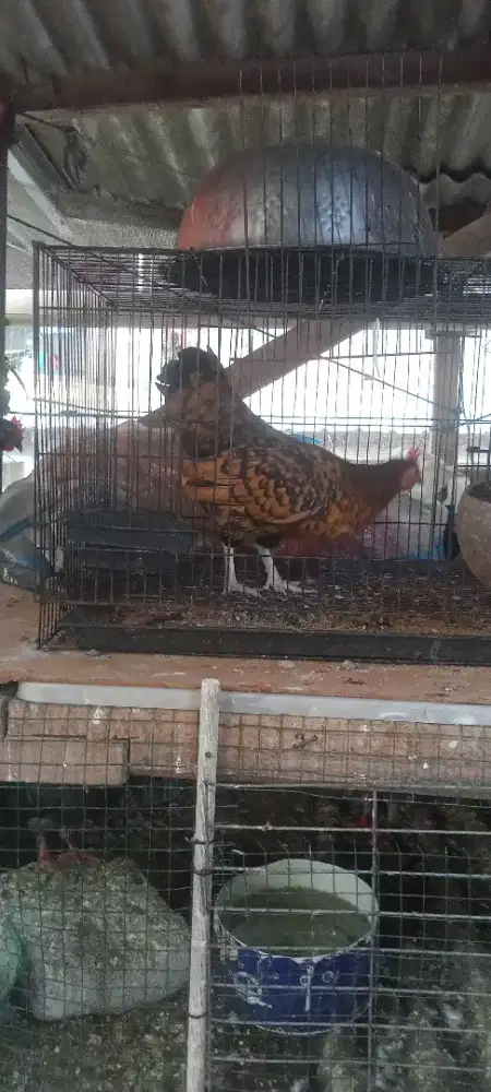 Sepasang ayam batik