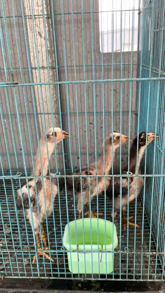 Anakan ayam bangkok ori