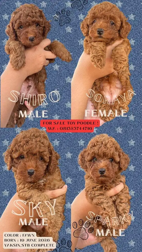 Anjing Puppy Toy Poodle