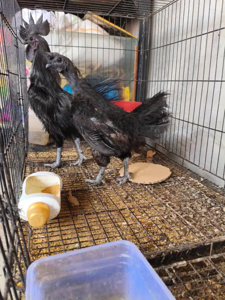 Ayam Cemani Jantan dan indukan murah
