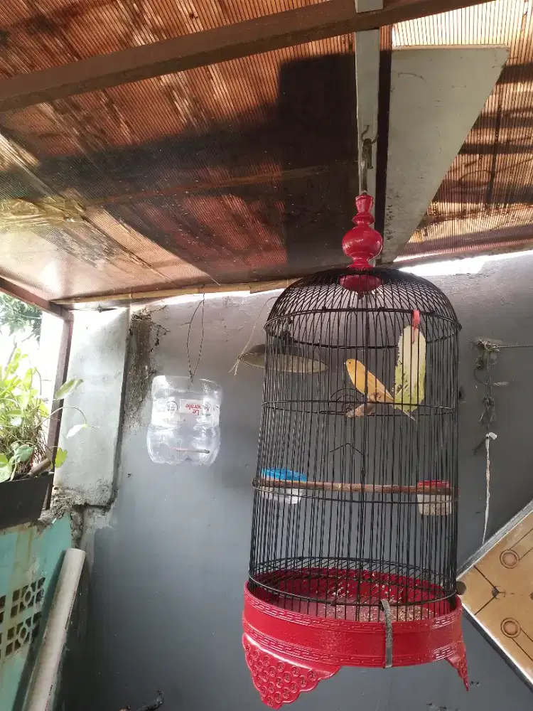 Kenari gacor fullset badan gede bisa dikirim