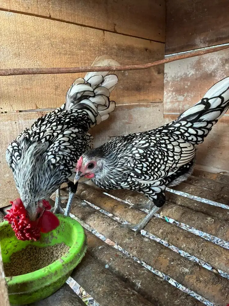 Ayam Hias Batik itali sepasang