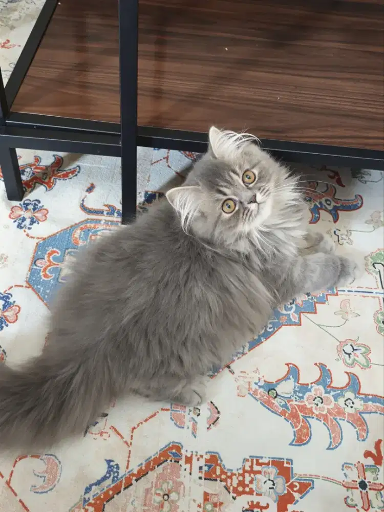 Flatnose mix BLH jantan 2,5 bln