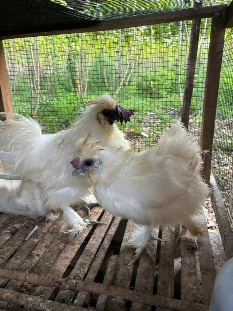 Ayam Hias Silkie/Kapas Sepasang