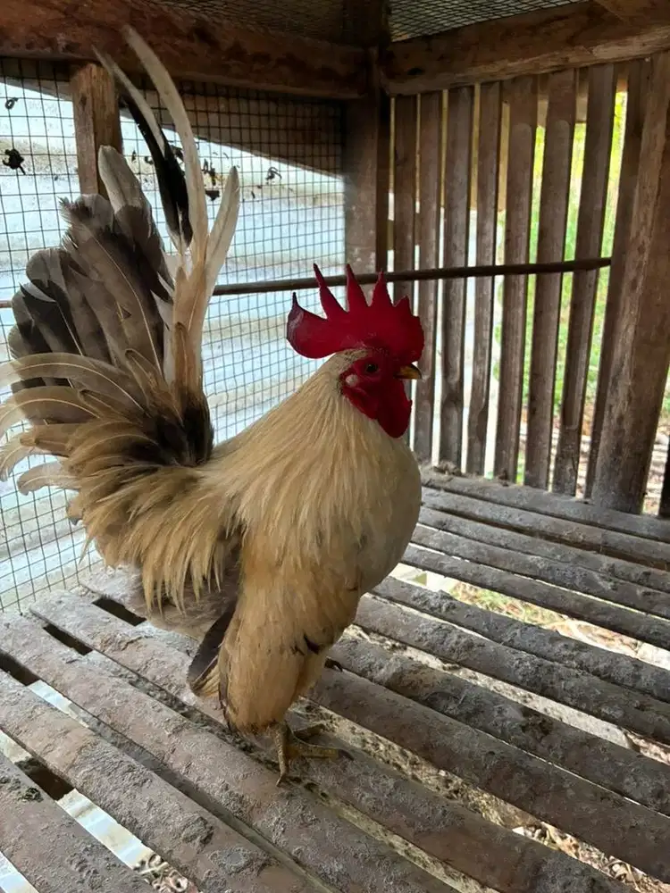 Ayam Hias Kate 4 ekor