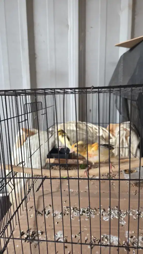 anakan paud burung kenari loper 1 bulanan prediksi jantan