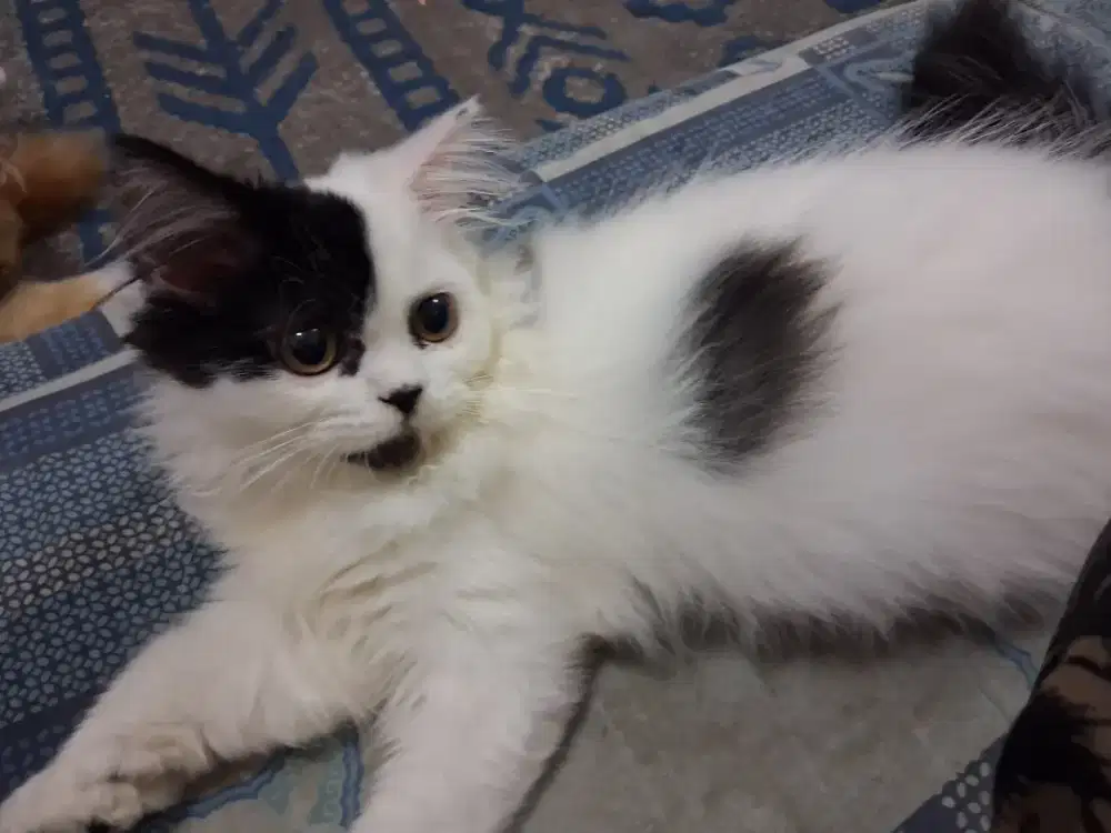 Kitten gemoy cari majikan baru yang Sayang Kucing