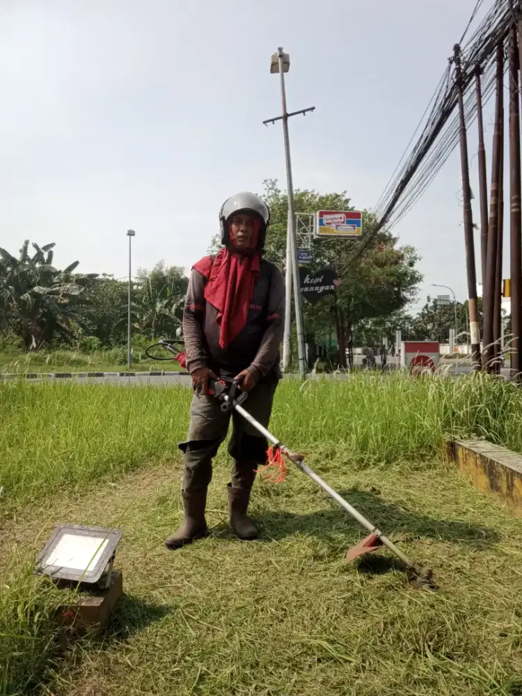 Jasa babad rumput kebon taman rumah kebon mohon kasi no wa bila inbox