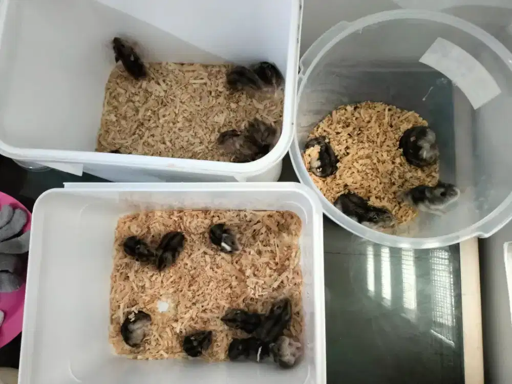 Hamster Winter Tiger