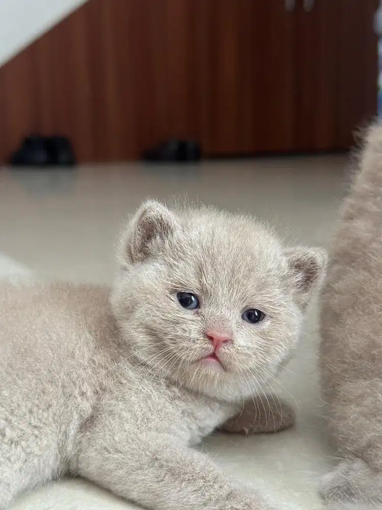 Kucing BSH Choco