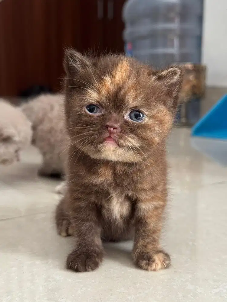 Kucing BSH Choco