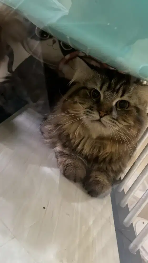 Open Pacak Kucing Jantan