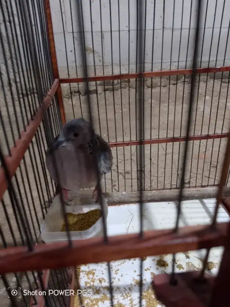 Burung tekukur jink