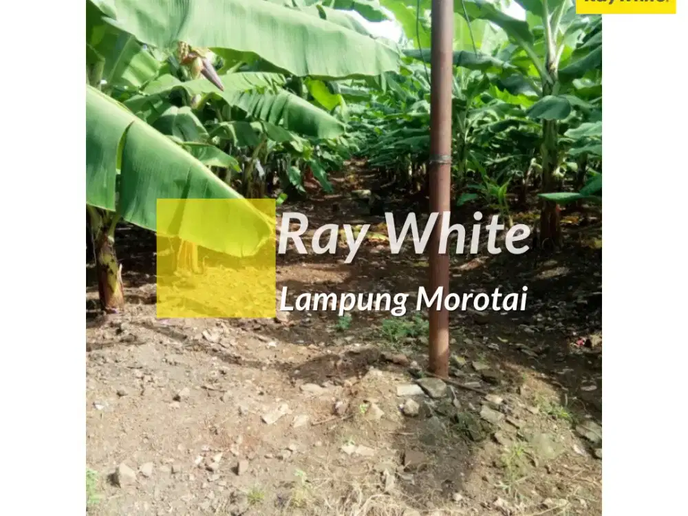 dijual tanah di gedong tataan, pesawaran (kode : RE 3750)