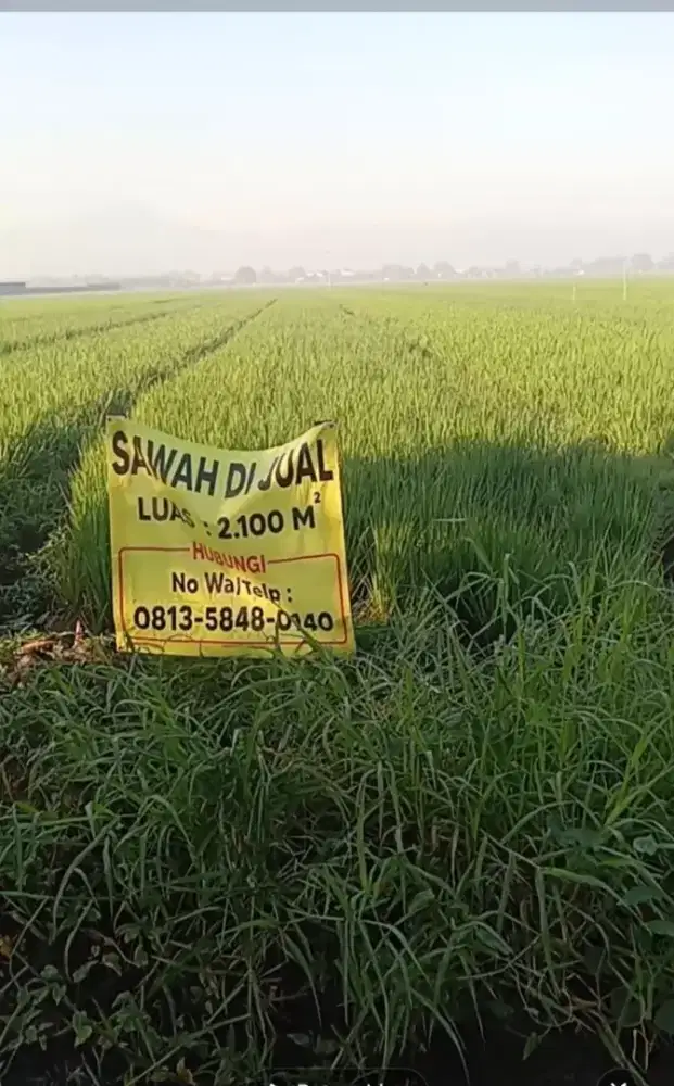Sawah Produktif dan Strategis di Balongbendo Tarik Sidoarjo