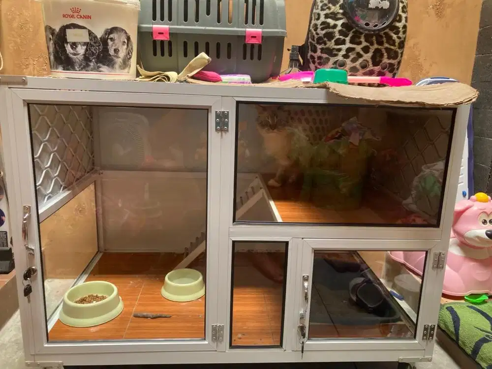 Kucing Himalayan Sepaket Kandang Tas dan Box