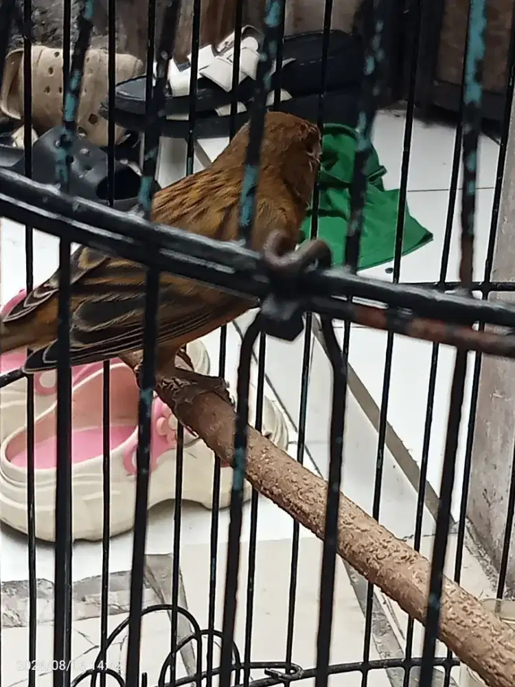 Burung kenari bunyi