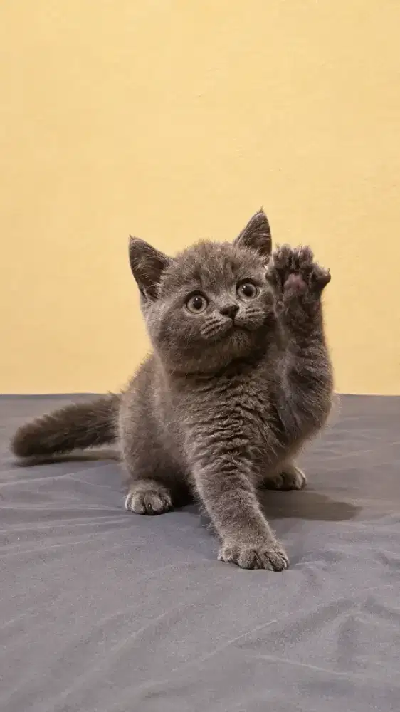 Kitten British Shorthair