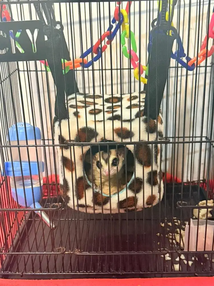 OPEN ADOPT SUGAR GLIDER JINAK