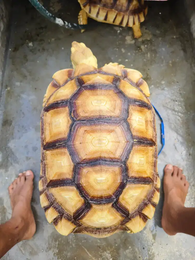 Sulcata 2 ekor .