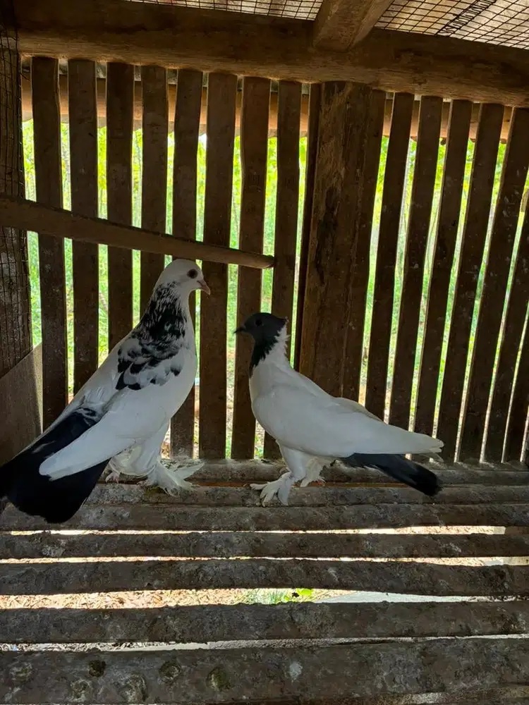 Burung Merpati Sepasang