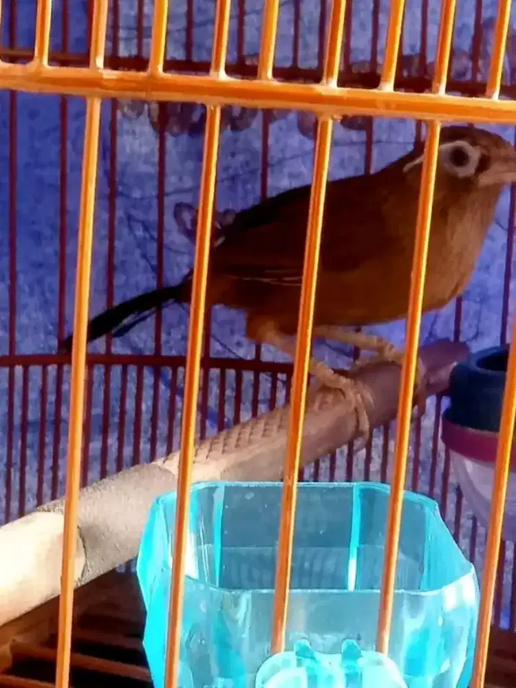 wambie mh jantan semi jinak mulus gacor
