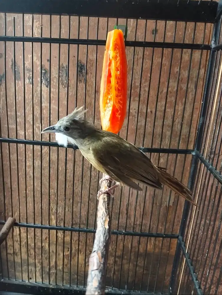 Burung cucak jenggot