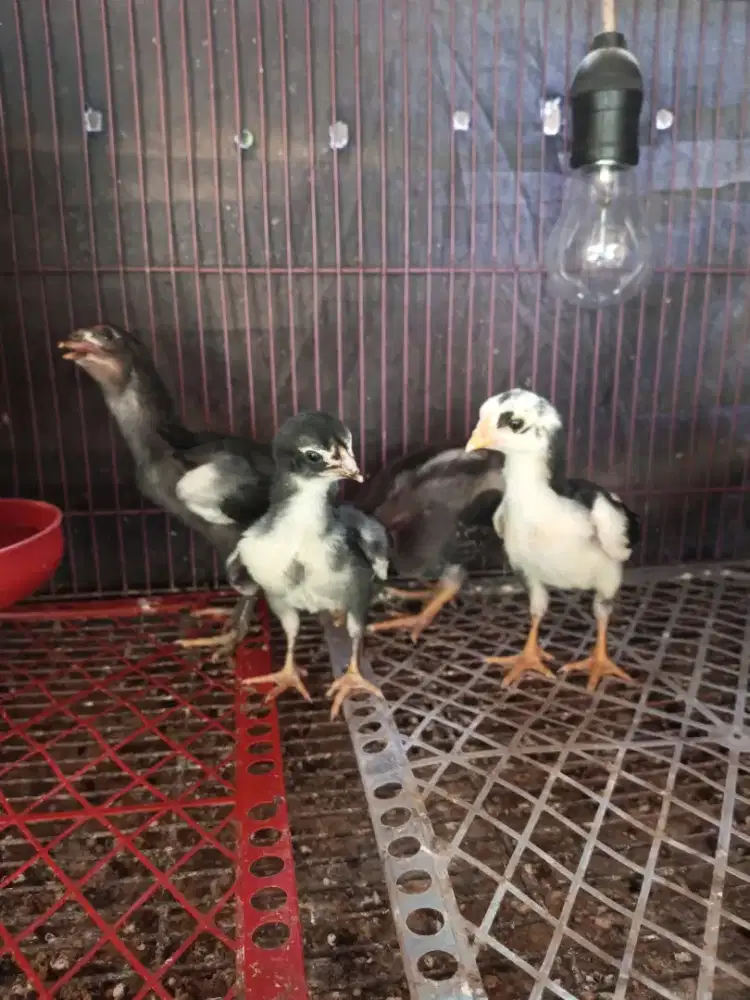 anak ayam bangkok mangon