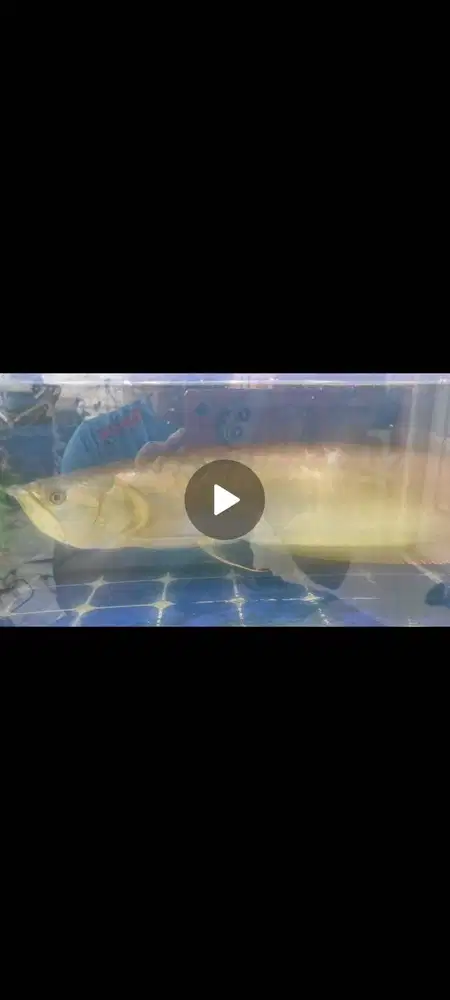Jual Ikan arwana Silver RED