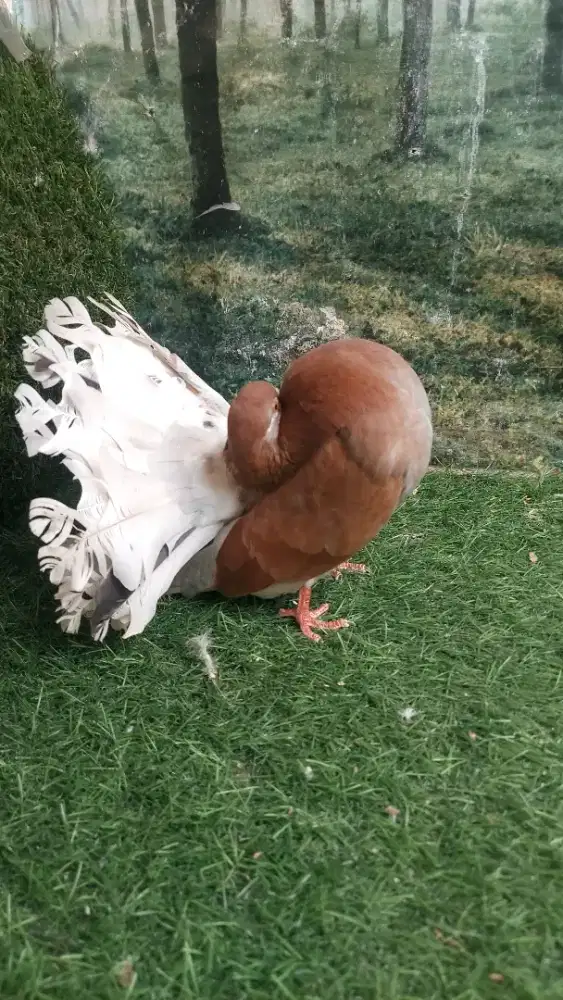 Burung Merpati Kipas American Fantail Jantan Indukan.