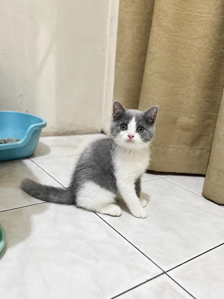 Kucing british shorthair bsh kitten