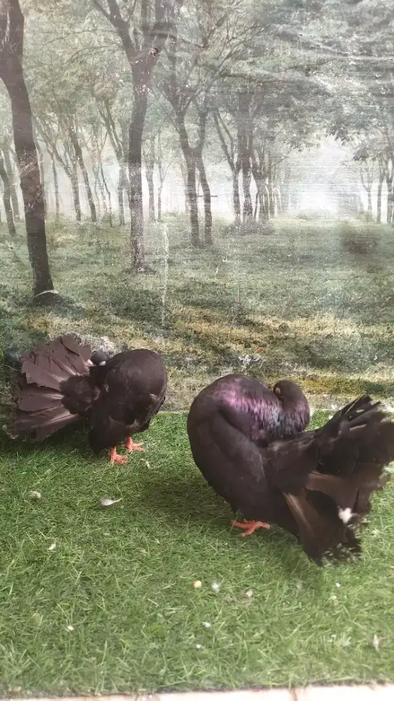 BURUNG MERPATI HIAS KIPAS AMERICAN FANTAIL SEPASANG INDUKAN Black.