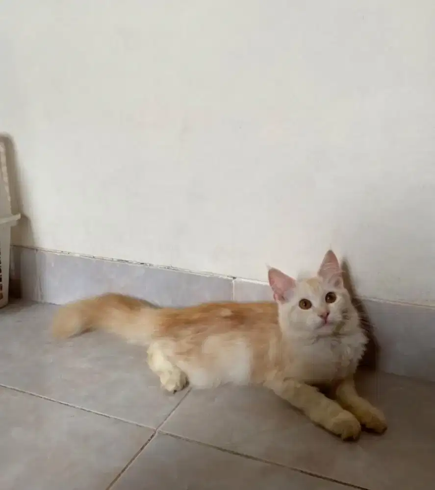 Kucing Mainecoon
