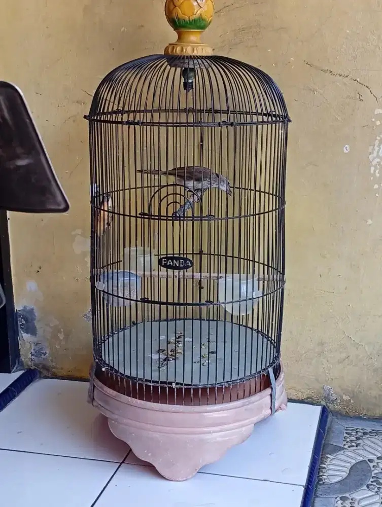 Burung trucuk jantan bunyi