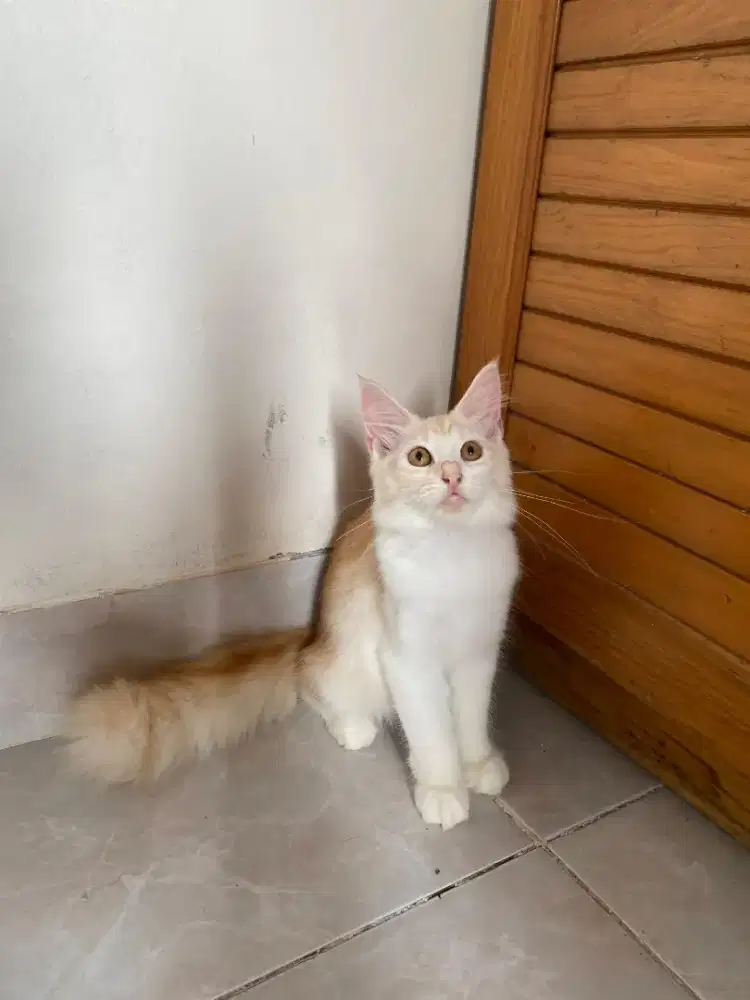 Kucing Mainecoon