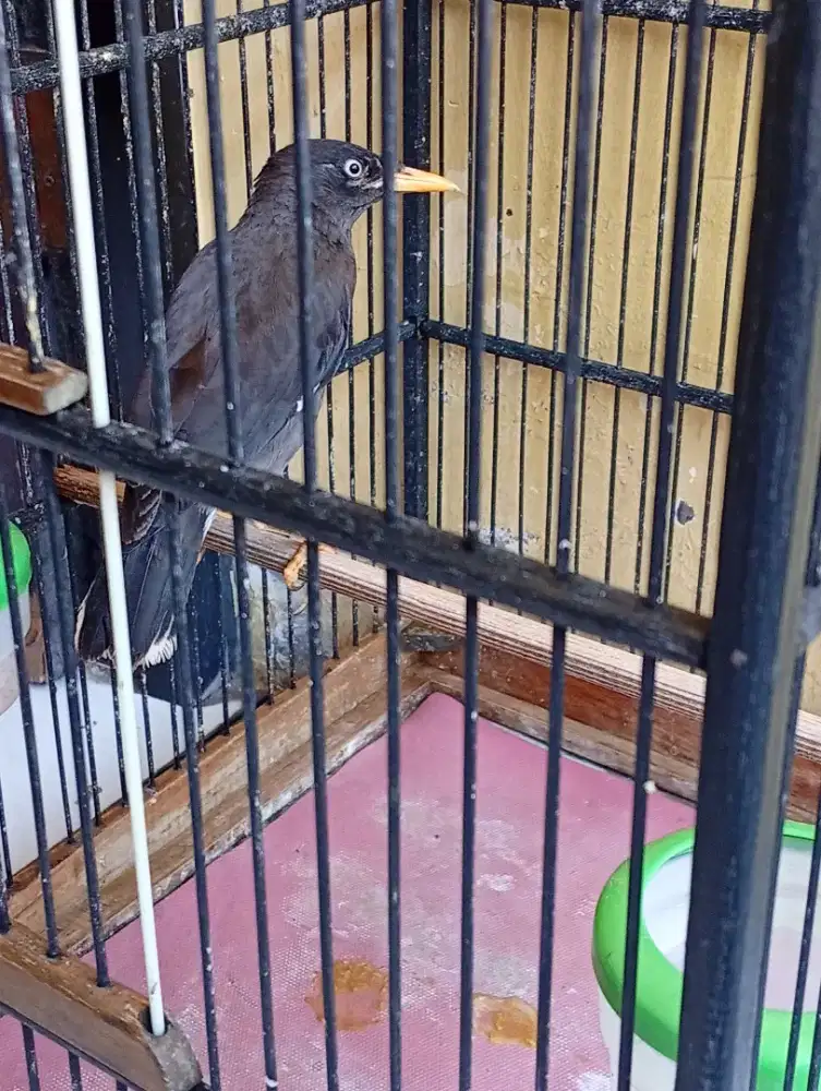 Burung jalak kebo mata putih jantan muda bunyi
