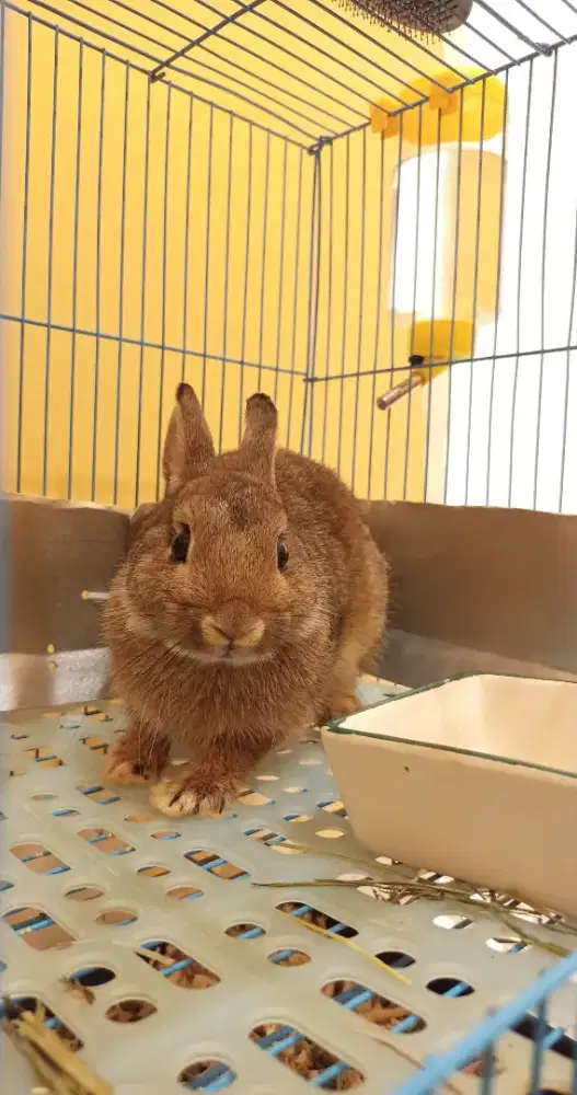 Kelinci Hias Mini Netherland Dwarf Betina 5 Bulan