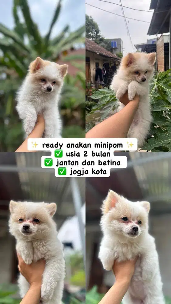 jual anjing ras minipom (ras pendek)
